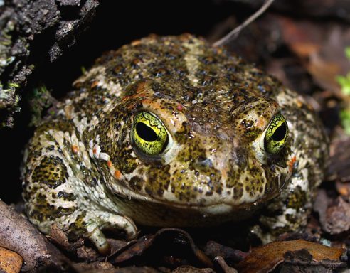 la mirada del sapito