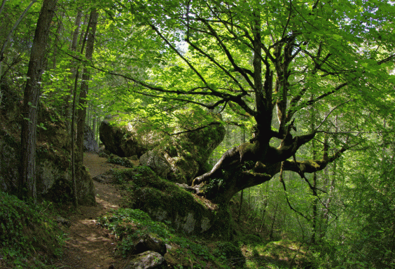 magia en los tilos