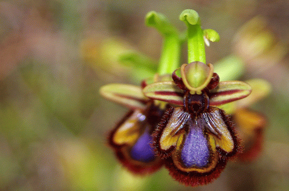orquideograma