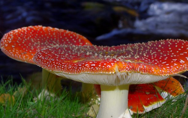 sed de amanitas